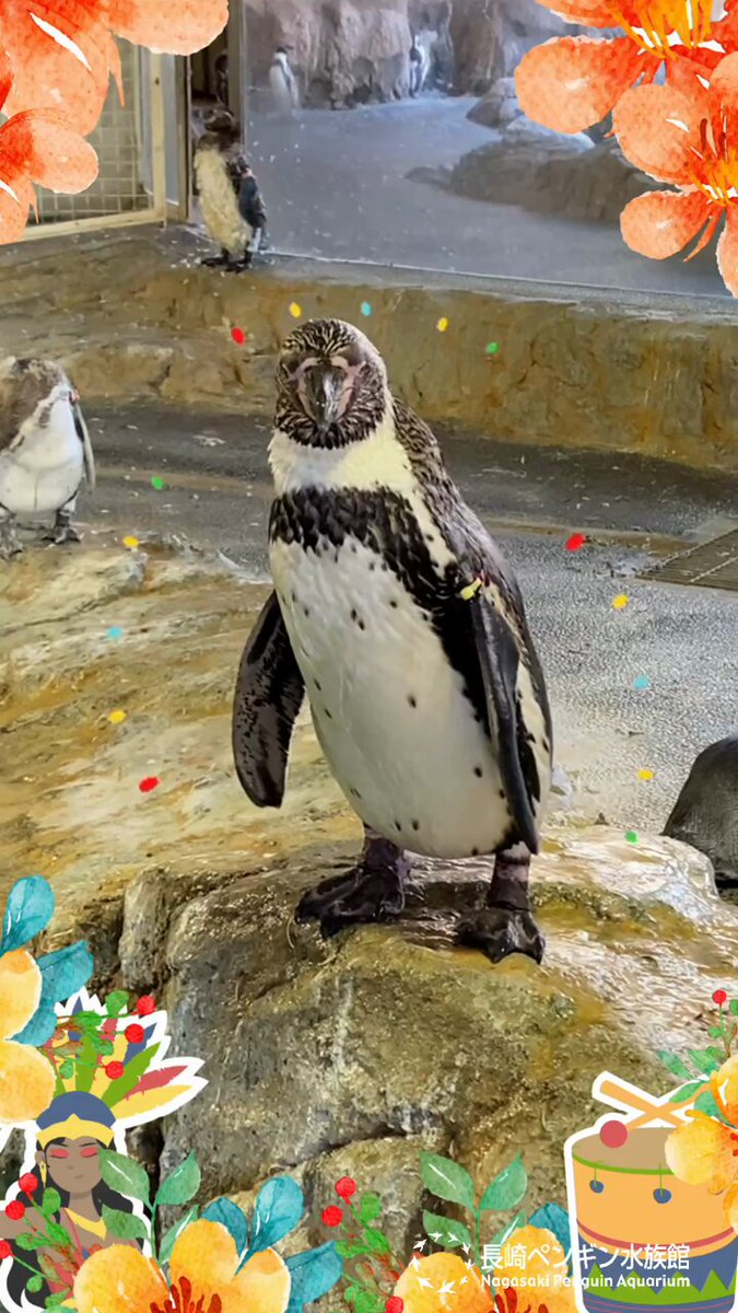 ペンギン剥製 広島市安佐動物公園【公式】 on X: 
