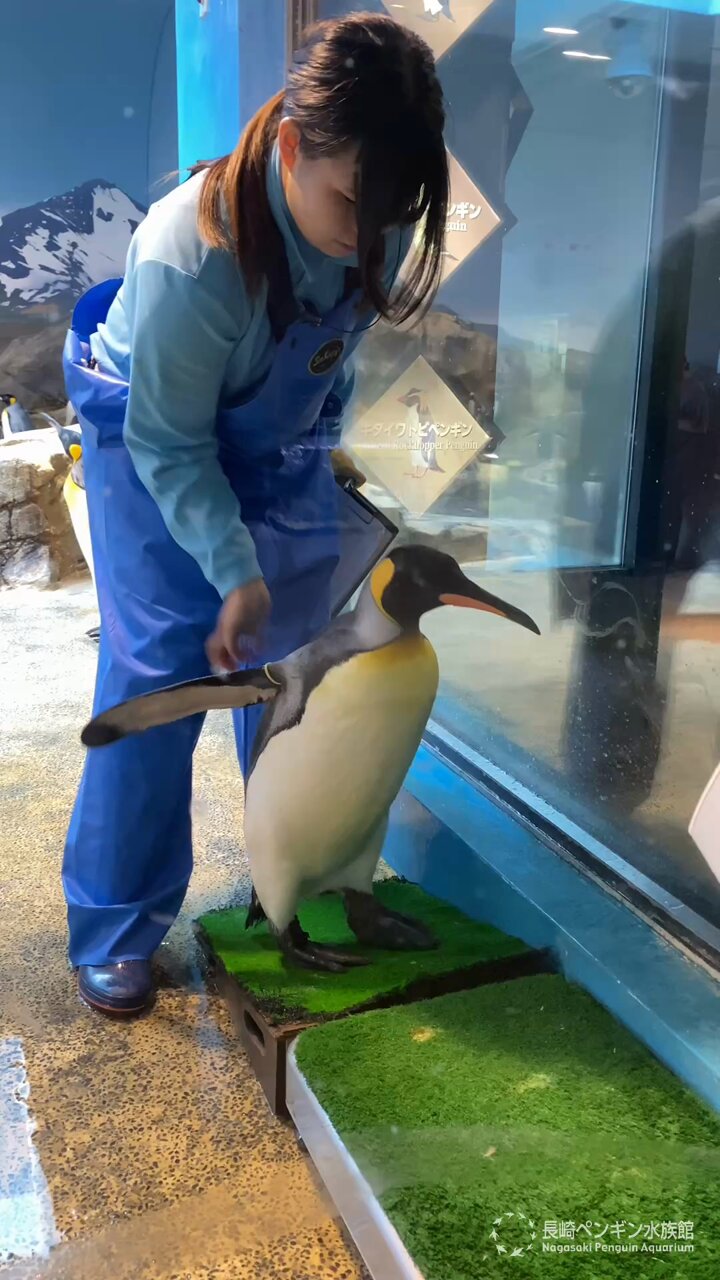penguin - Search / X