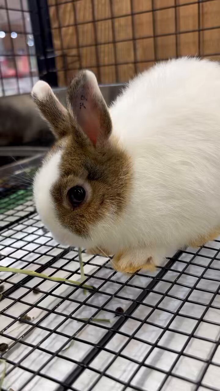 取引（うさぎ） うさぎのしっぽレイクタウン店 on X: 