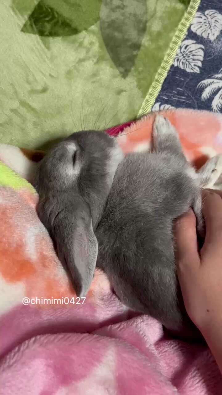 うさにゃ❤️！！ ののち大好きチャンネル on X: 