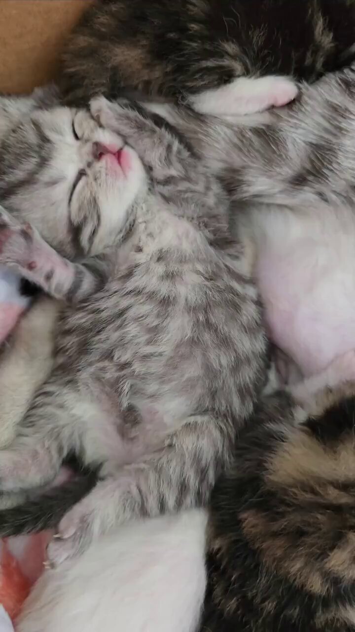 こねこ図鑑 on X: 