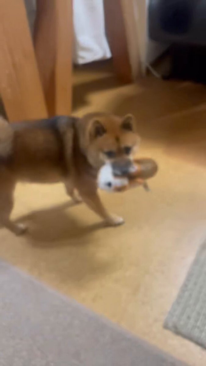 豆柴 🐶 極小豆柴のおんなのこ💓 眩しかったのかな…？ごめんよ