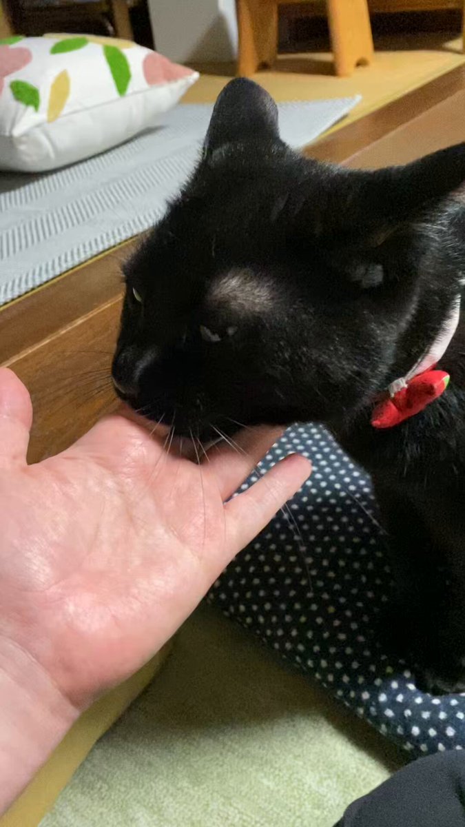 Johnny&#39;s - 黒猫　 Amazon.co.jp: サン・アロー 魔女の宅急便 黒猫 ジジ LL K-8663