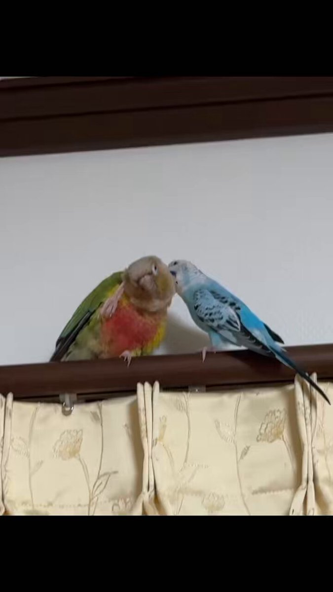 ウロコインコページです。 ウロコインコ（Green-cheeked Conure in Japan)