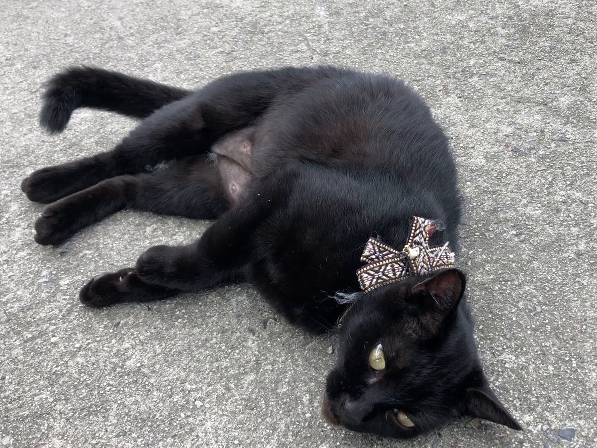 黒猫 みっけ 黒ねこ意匠個展」2024年2月9〜17日開催（東京・京橋