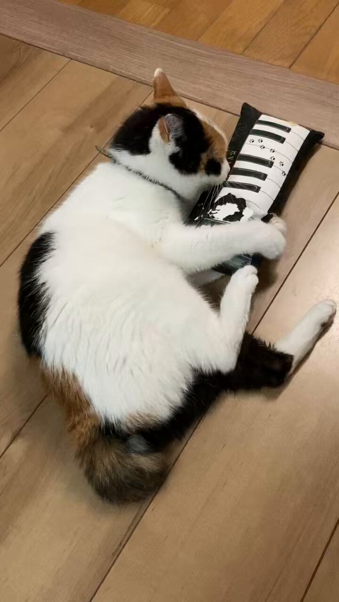 キャンバス油絵 AP♡ AYUちゃんグッズを身に着けた男の子猫 Ayumi (@