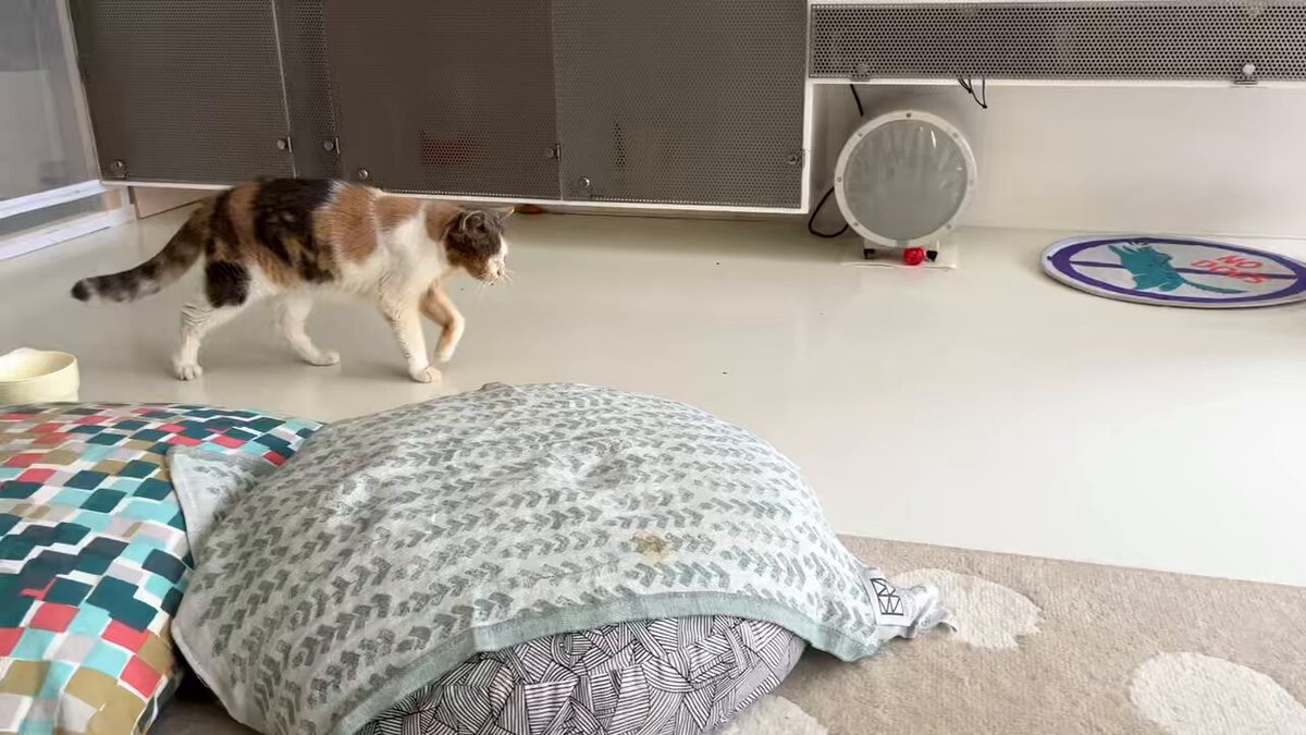 プカプカ猫　in　sky プカプカ猫 in sky sky blue drop～14ニャンズトネコハウス//