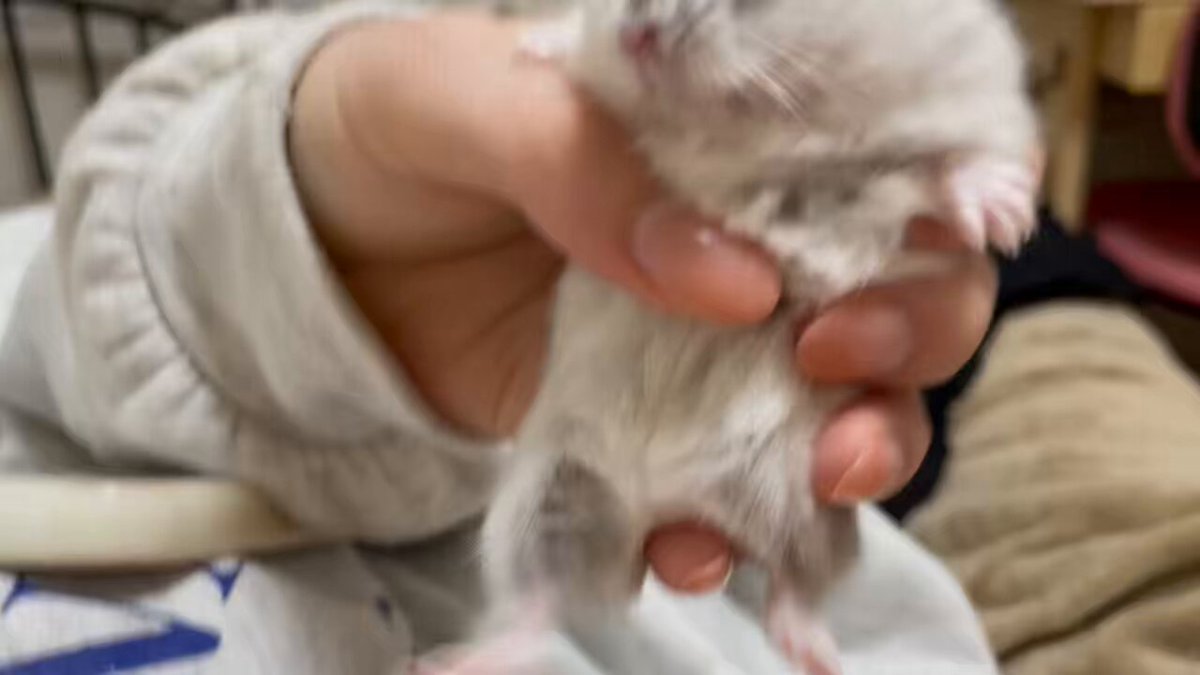 めめちゃん - Search / X