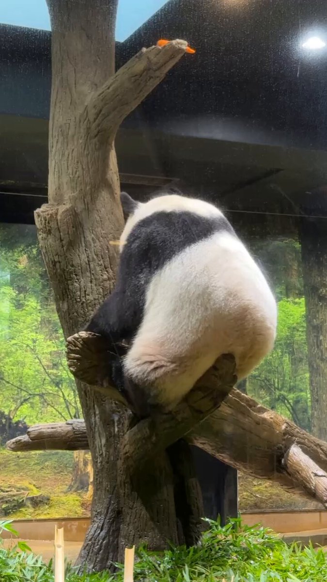 パンダ•*¨*•.¸♬︎ panda_xiang_xiang (@kedama_o_o) / X