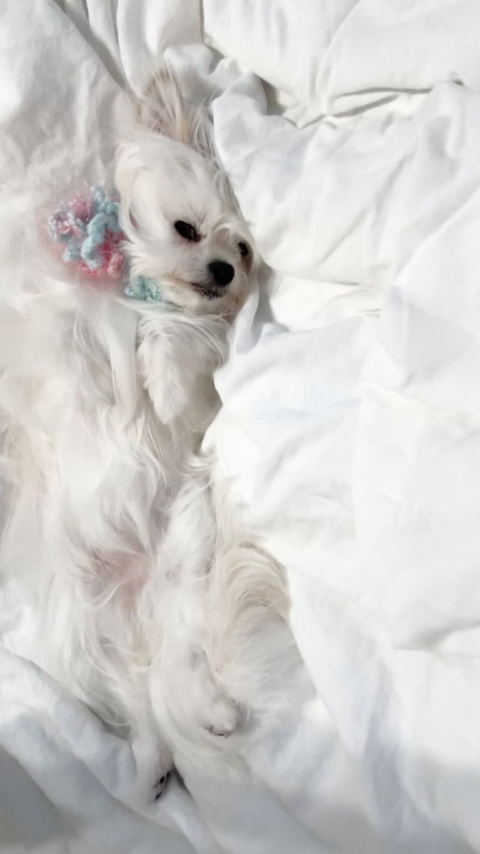 vintage dog ❀ * 淡いツートーンの可愛い ワンちゃん vintage