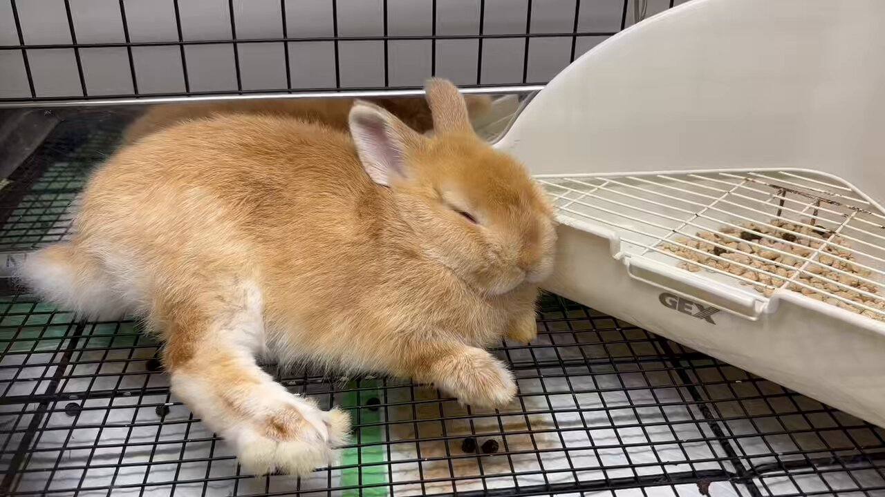 うさぎのしっぽ　②オーラソーマ オーラソーマ イクイリブリアムB021番 愛の新しい始まり