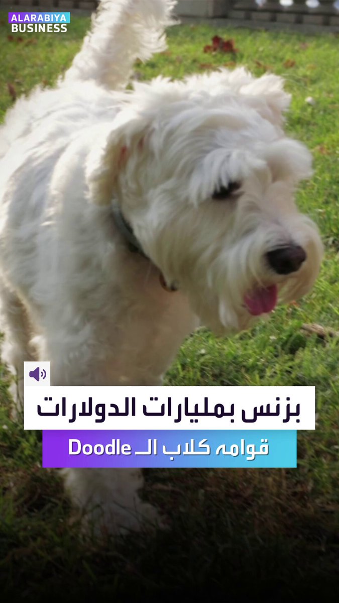مزارع الكلاب الهجينة تتحول إلى بزنس عالمي بمليارات الدولارات لتعيد رسم خريطة تجارة الحيوانات الأليفة _Business 