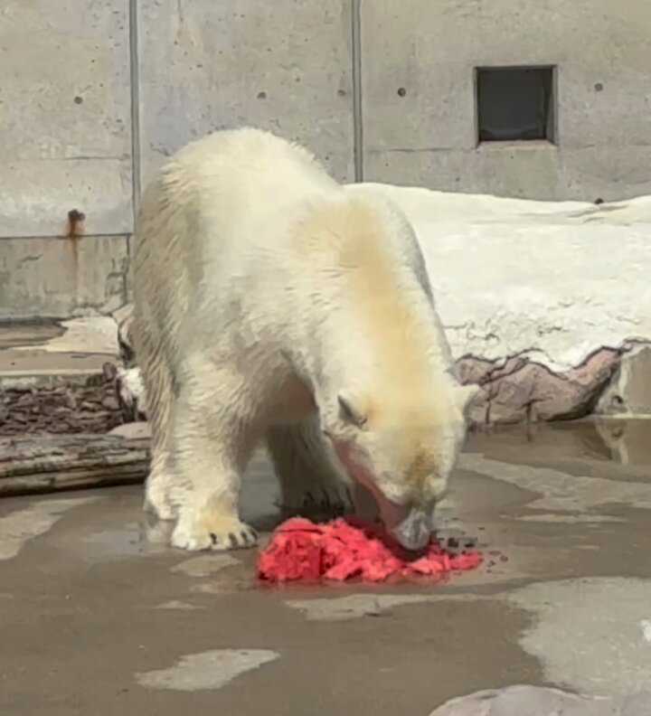 ショルダーバッグを下げたホッキョクグマさん ショルダーバッグを下げたホッキョクグマさん （ナショナルジオ