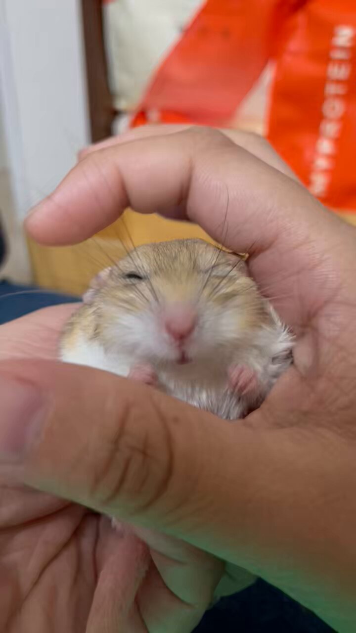 Qoo(*´꒳`*) ＋ねずみ 3490 もりねずみ：おもちゃ：百町森