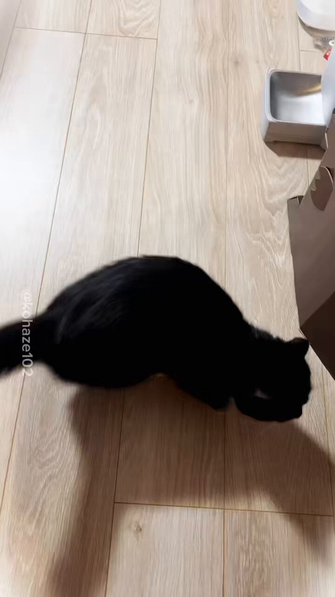 ねこ 📷のぶねこさん✨ 淡路島のイベントにて 10／27 21:00- YouTube