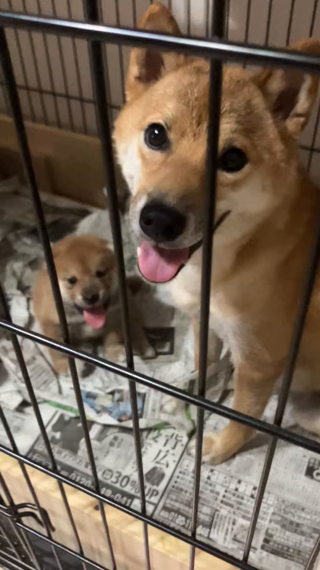 シーバ多頭飼い 真凜（まりん）出産しました20250729 on X
