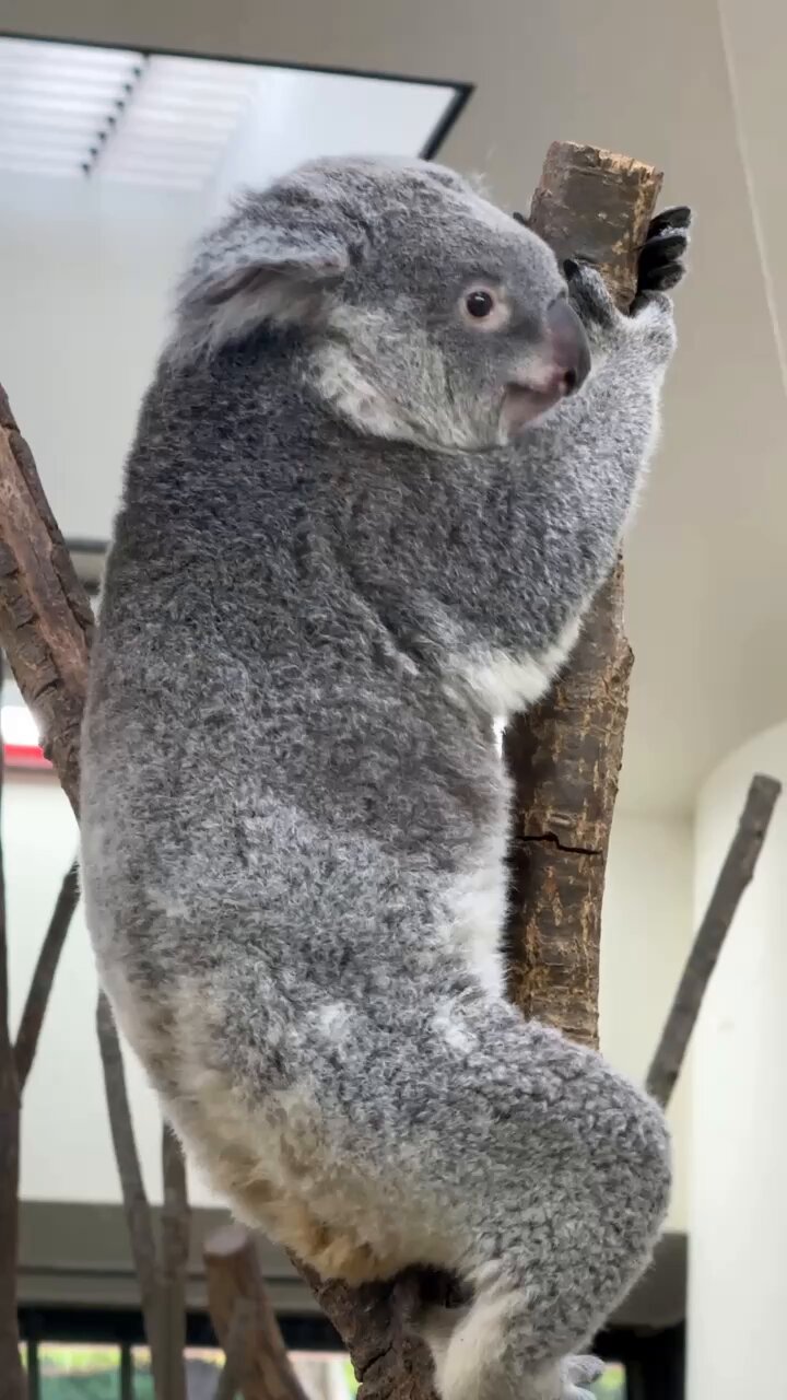 panda_xiang_xiang on X: 