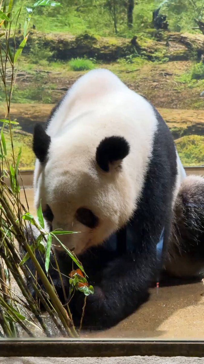 panda_xiang_xiang (@kedama_o_o) / X