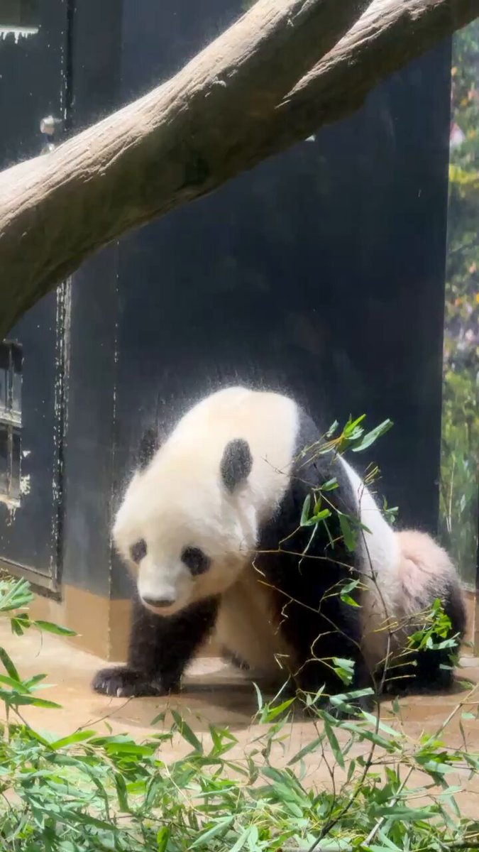 パンダのミャオミャオ パンダのミャオミャオ