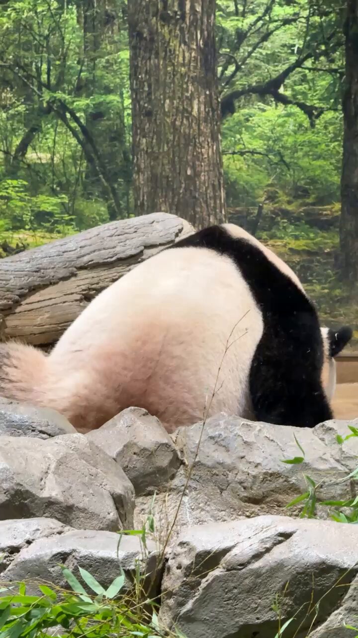 パンダ•*¨*•.¸♬︎ panda_xiang_xiang (@kedama_o_o) / X