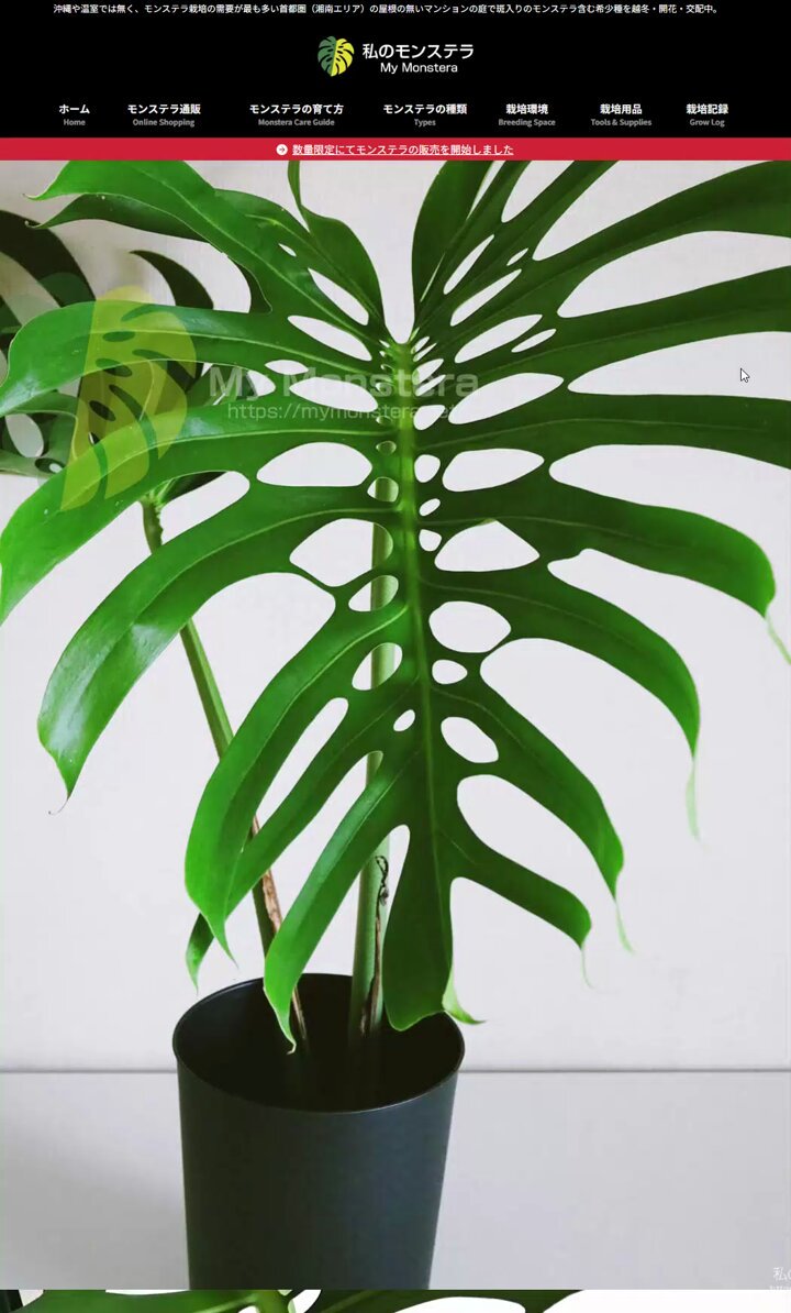私のモンステラ (@mymonstera) / X