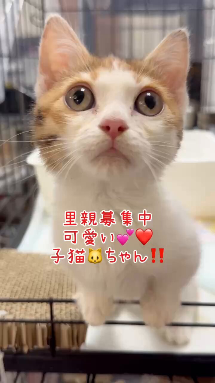 いぬねこ4345 knk925 (@knk925red) / X
