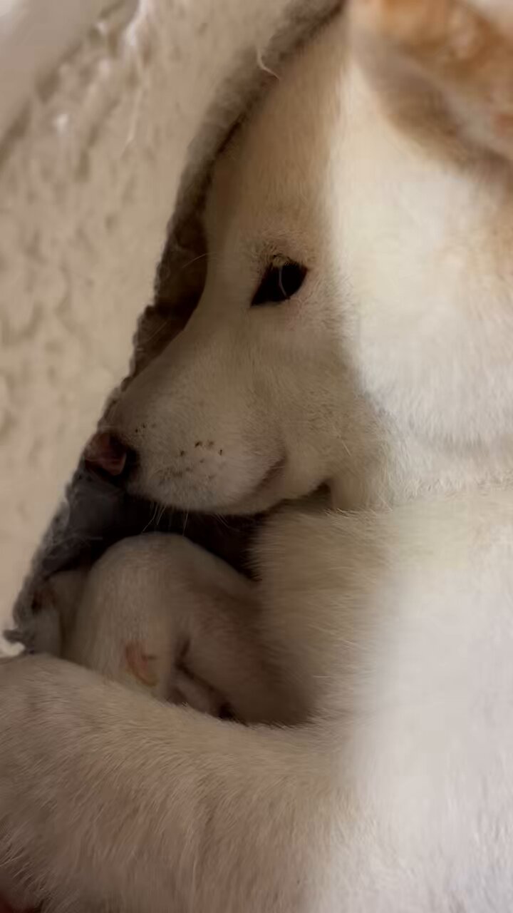 しろい犬 白く、柔らかな犬 on X: 