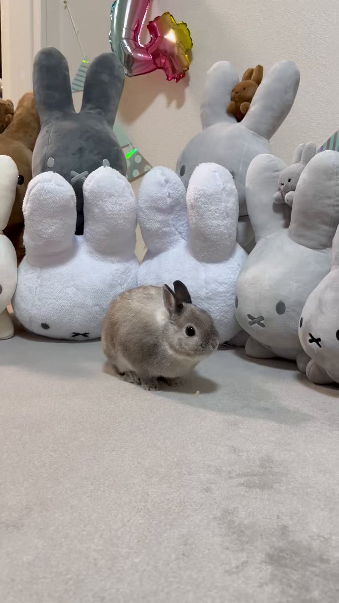 うさぎ_(・×・_∪⌒)ο 🥕🐇しおわた🐇🥕 on X: 