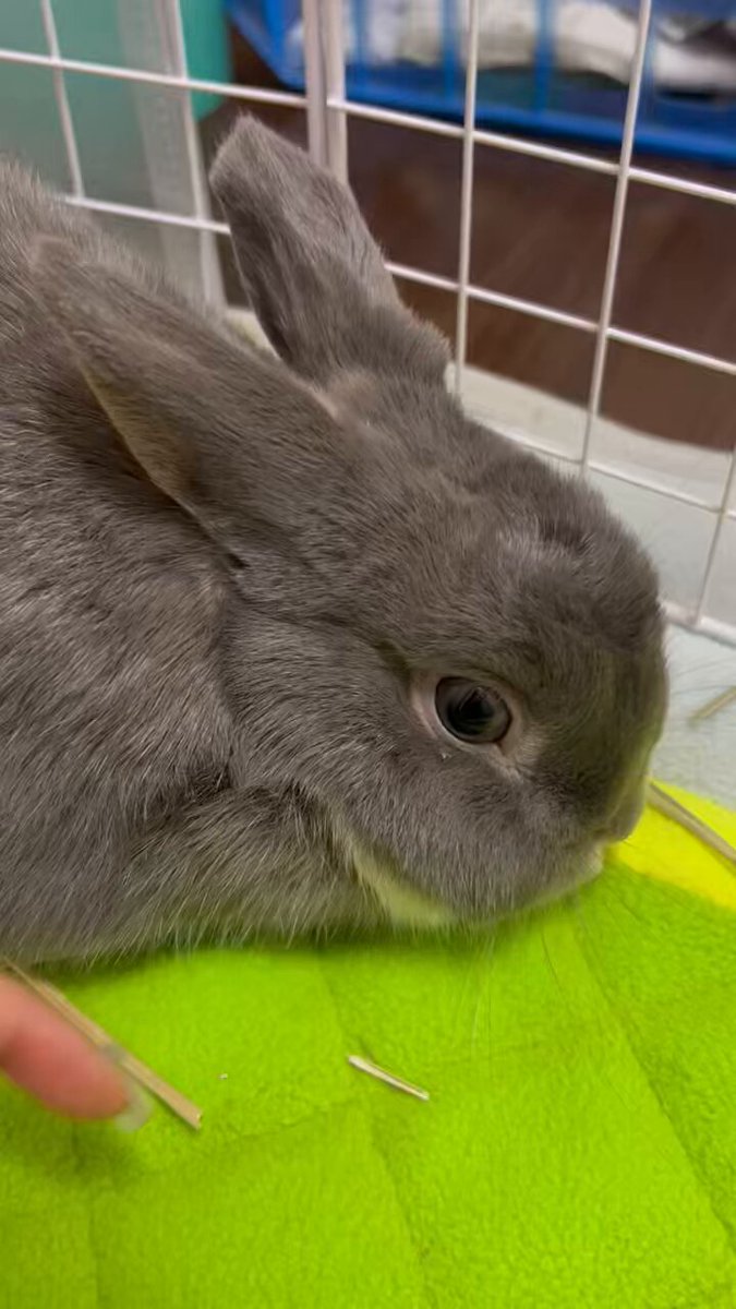 うさぎ_(・×・_∪⌒)ο うさぎのうに🐰 on X: 