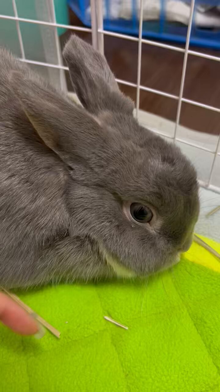 うさぎ_(・×・_∪⌒)ο 🩶うさぎのもふ on X: 