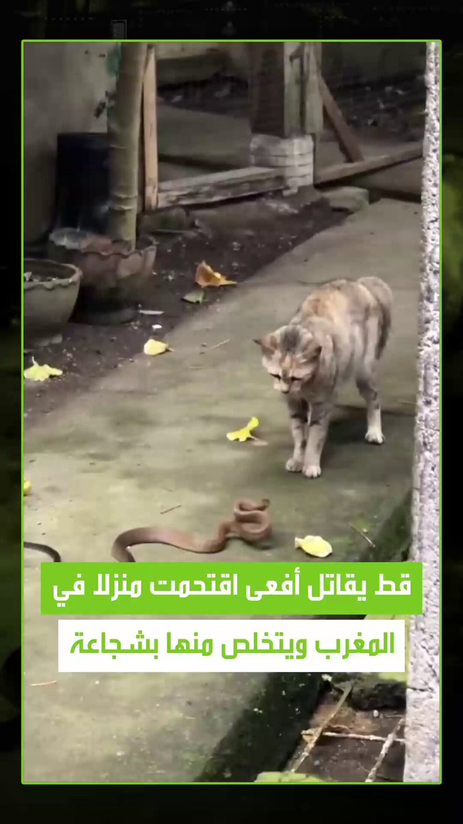 معركة شرسة في قلب المنزل .. وثق مقطع مصور لحظة مواجهة حاسمة بين قط وأفعى اقتحمت أحد المنازل، حيث أظهر القط شجاعة لافتة وتمكن من التخلص منها. #قط 