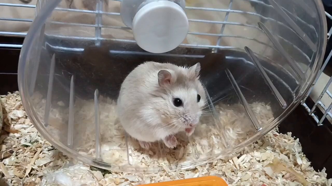 おにんぎょう村 むらさきサルの呪い付きハムスター おにんぎょう村 むらさきサルの呪い付きハムスター 31C22T51KPL