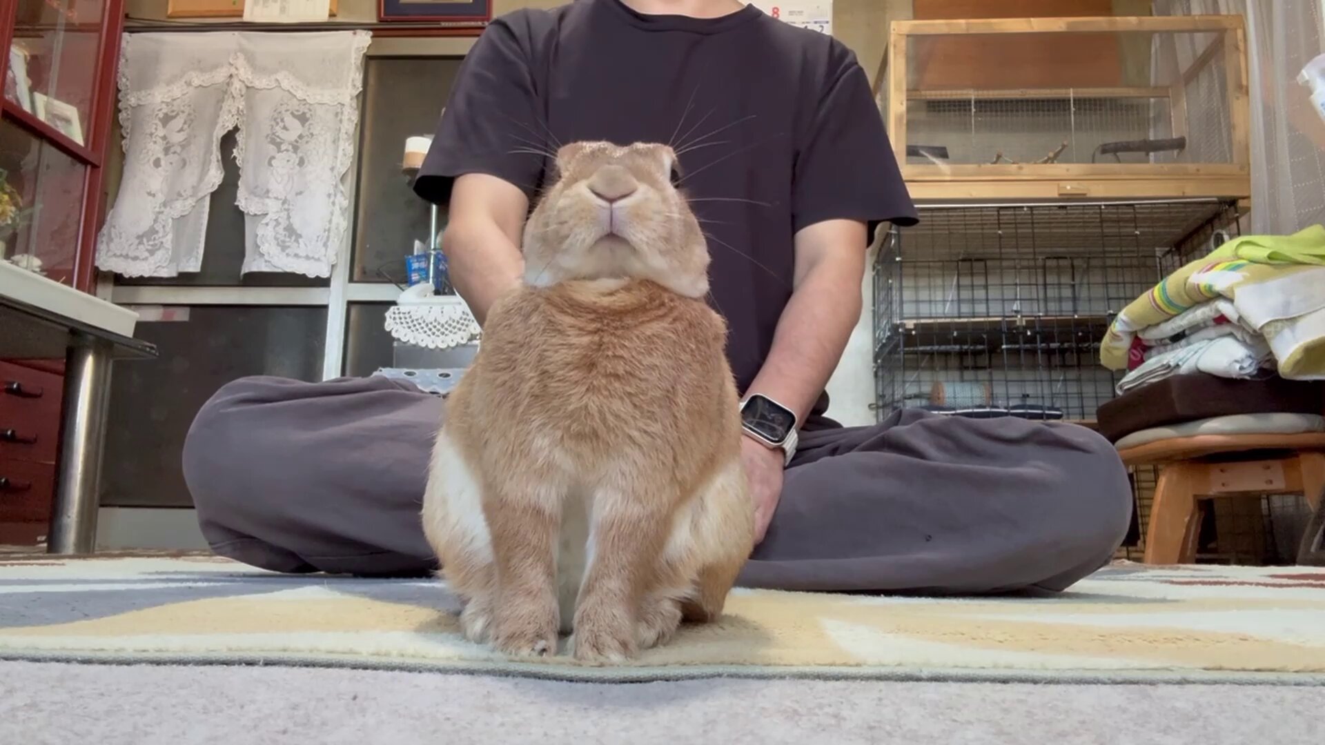 うさぎのふく on X: 