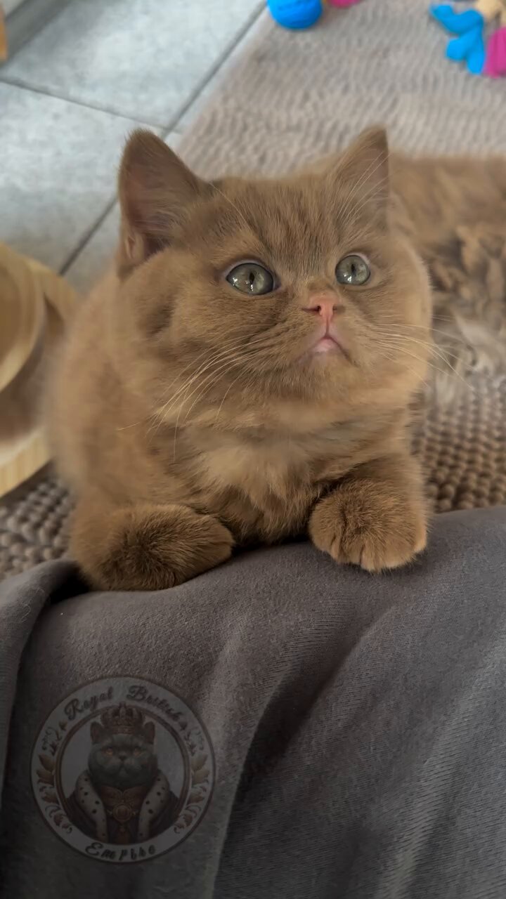 【ねこ】 K A N on X: 