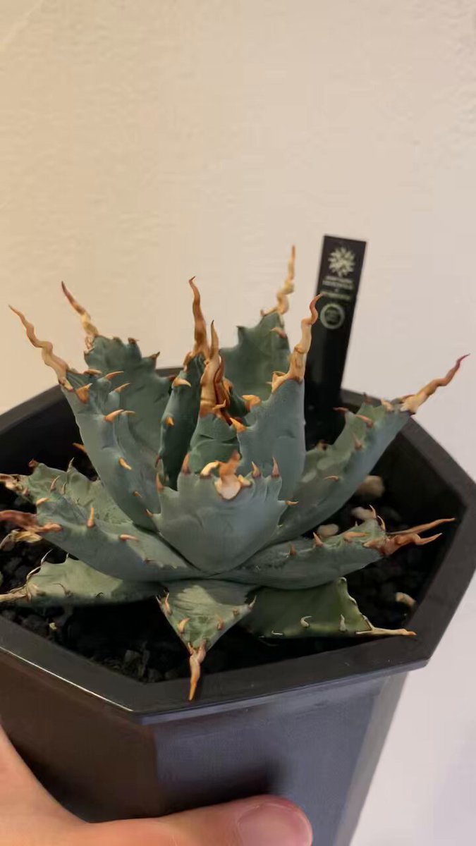 【goodtaniku】ハイブリッド　GT甲蟹 活着　グッド鉢発送 goodtaniku】ハイブリッド GT甲蟹 活着 グッド鉢発送 2025年最新