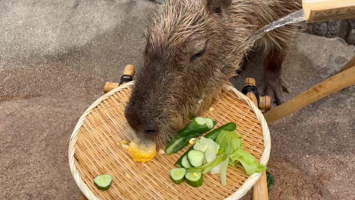 カピバラページ カピバラさん 公式サイト
