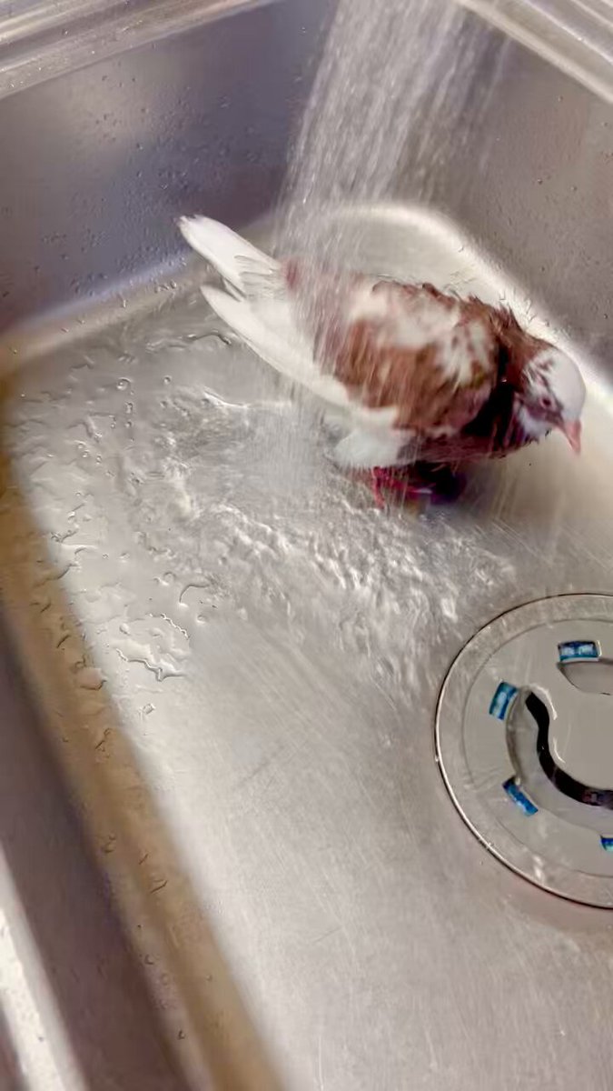 ニワトリ侍様　確認ページ にわとり用おむつの使い方 SSサイズ編 Chicken diapers Very
