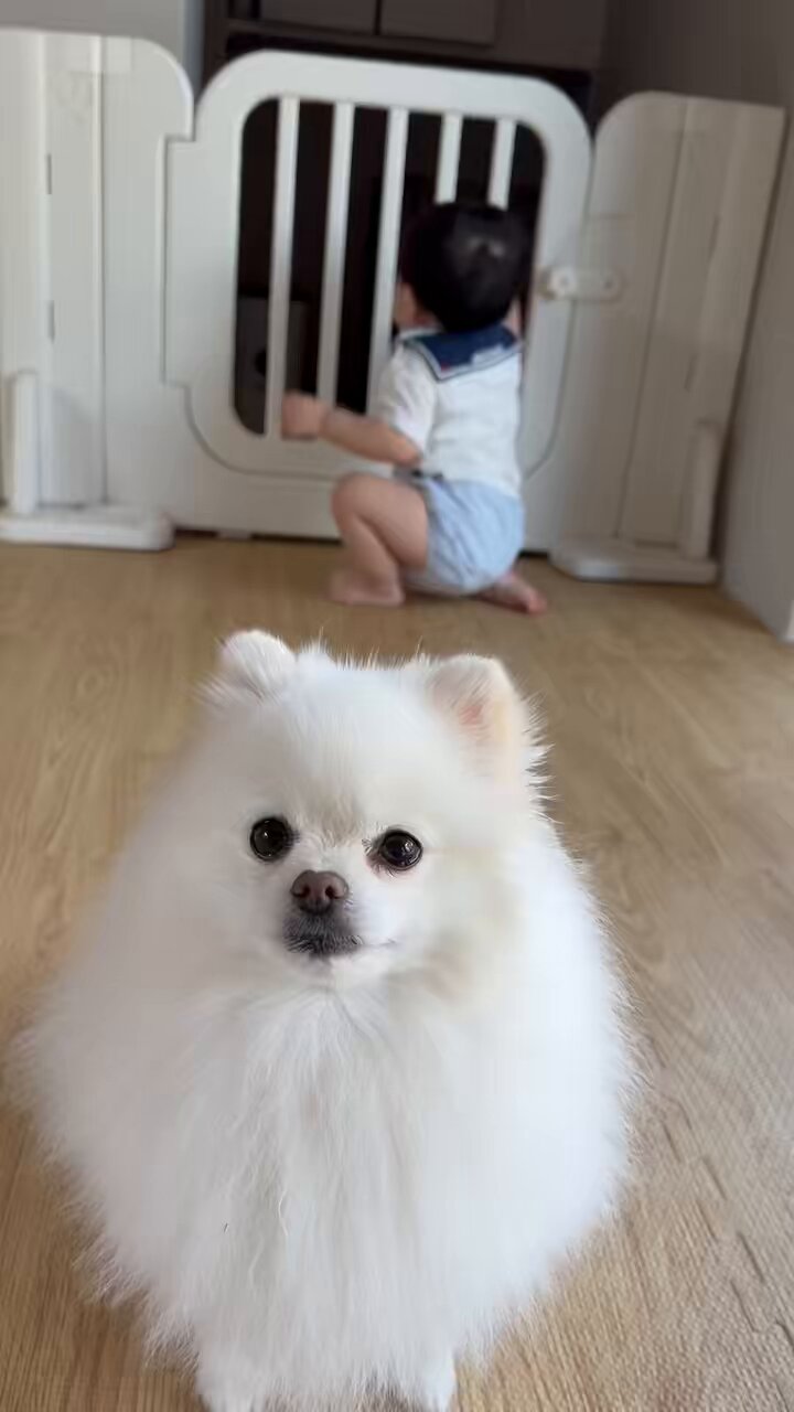 ⭐︎専用⭐︎ ポメラニアンの足様 わたあめ🐻‍❄️ポメラニアン on X: 