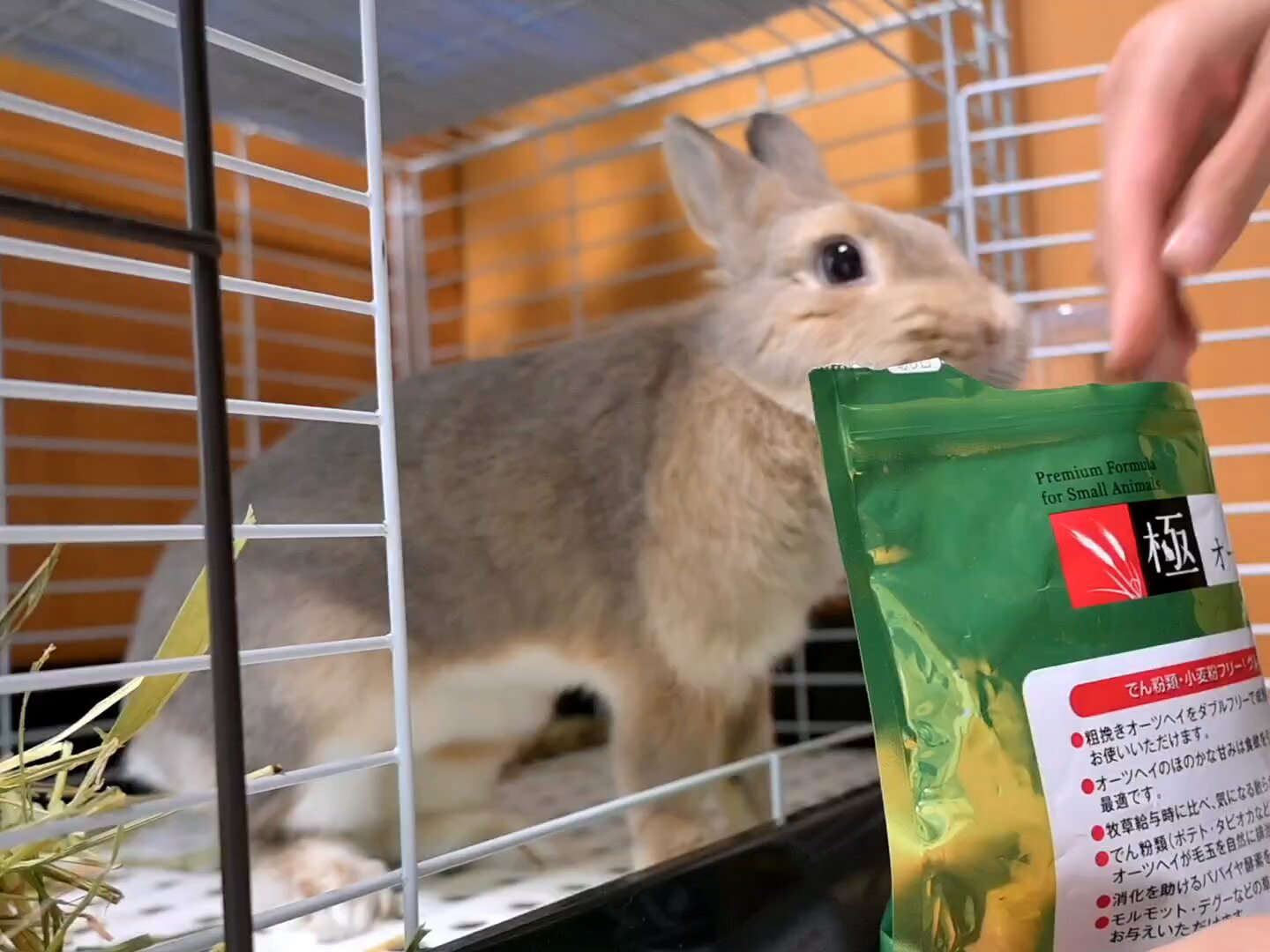 うさぎページ♡ こはるパパ on X: 