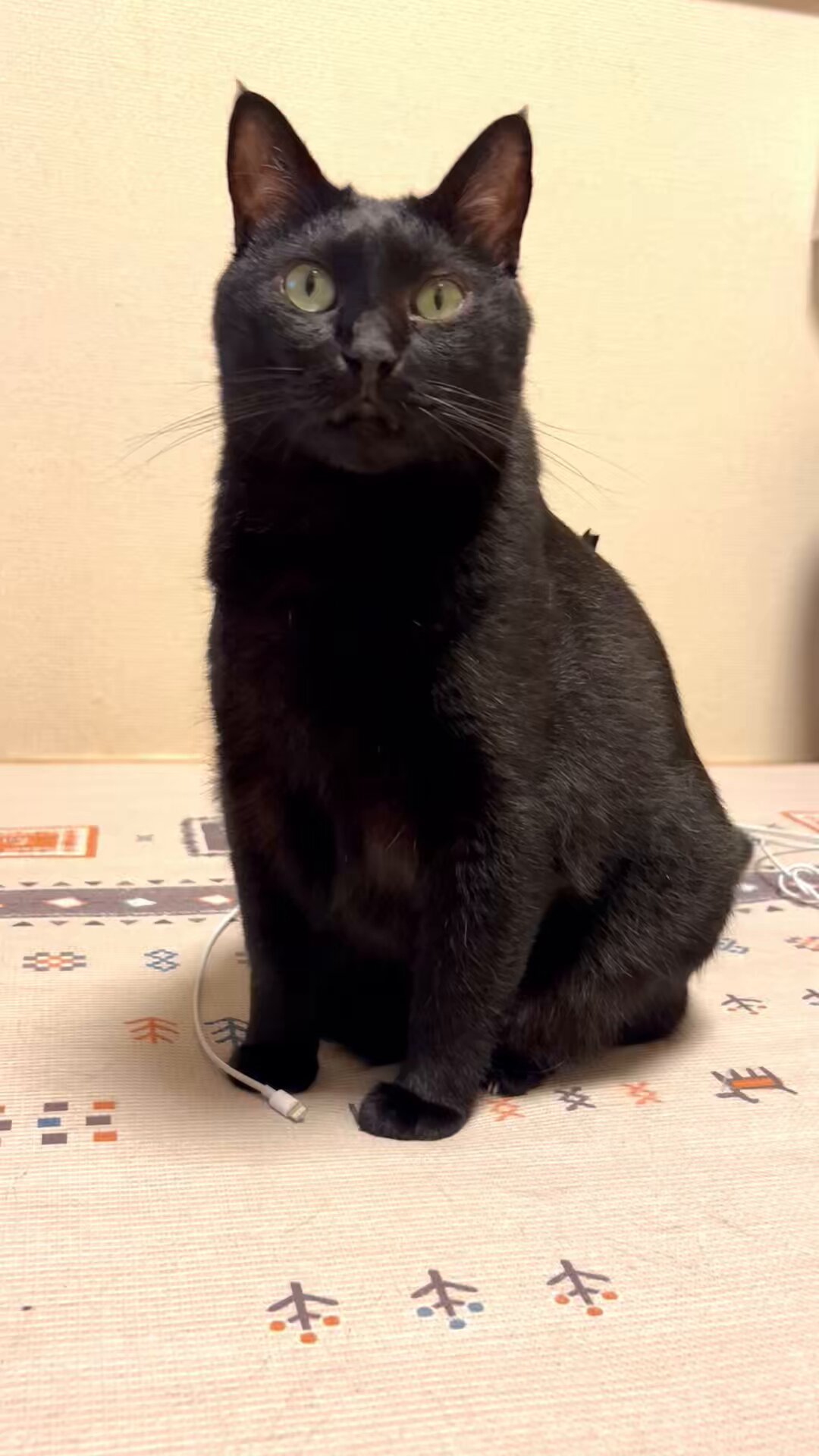 黒猫 黒猫つくねちゃん太しっぽ on X: 