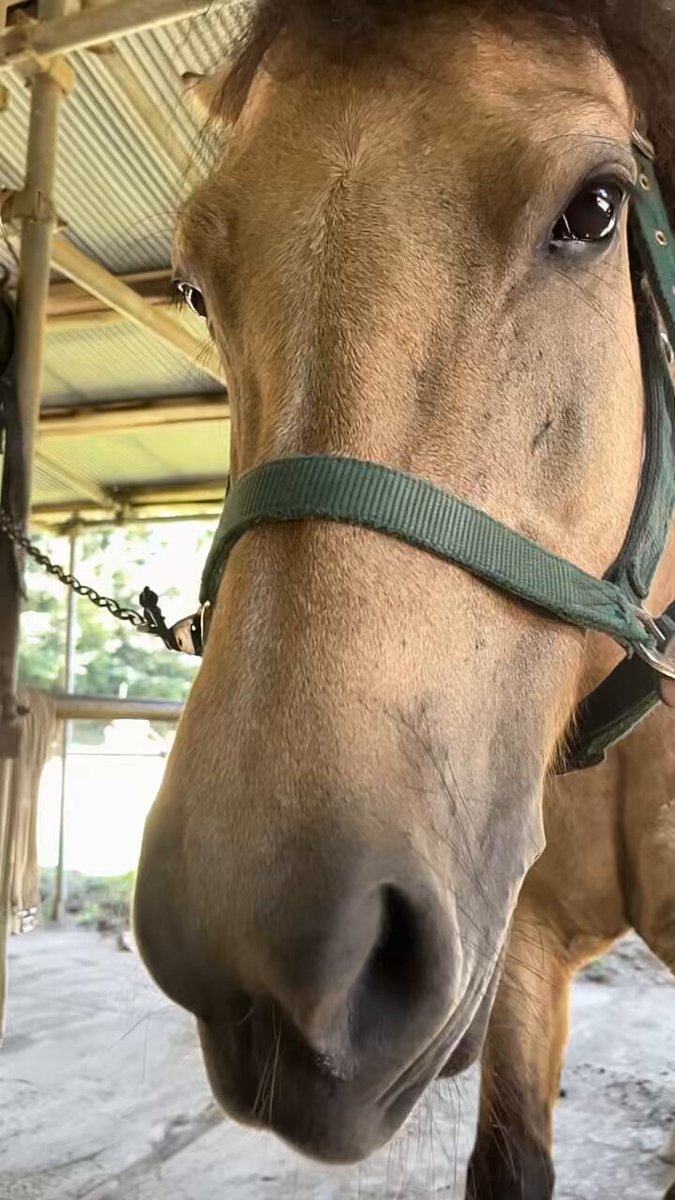 キズナ　馬の毛　たてがみ キスする黒と白の馬はどちらも背景に長い髪をなびかせており1 頭