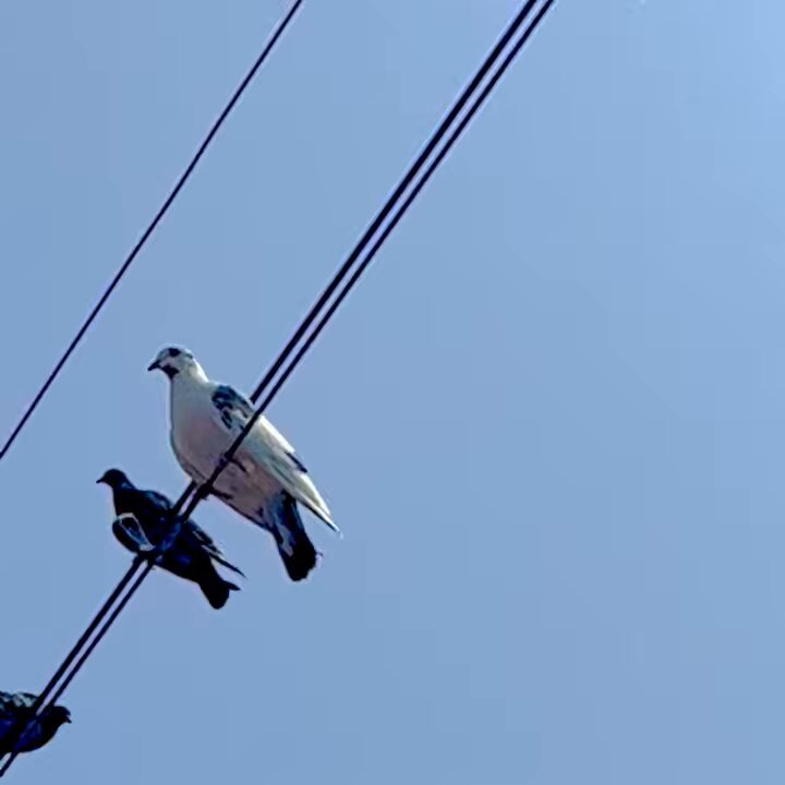 二羽の小鳥 烏骨鶏 幼雛 2羽」千葉県 - 鳥の里親募集(507593) :: ペットの