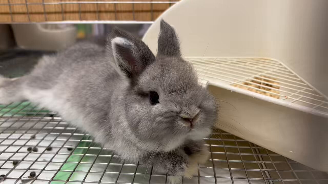うさぎのしっぽ洗足店 on X: 