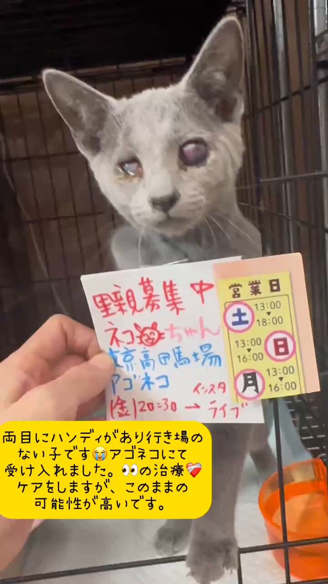 ねこずく★フォロー割引 33795-50-