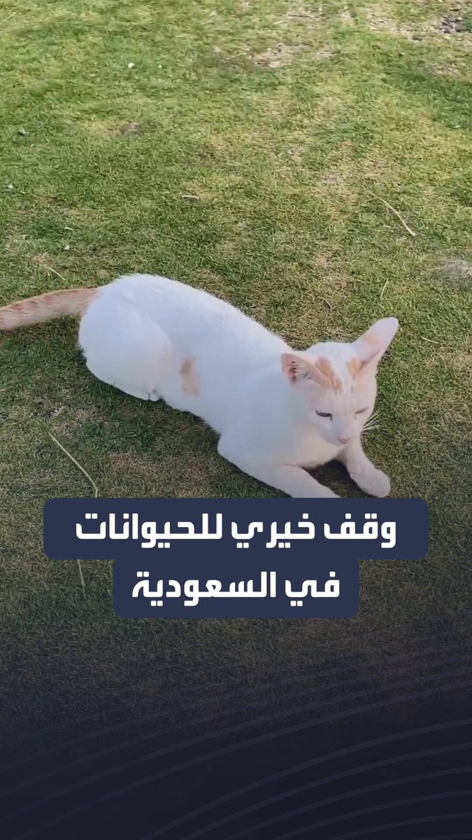 وقف خيري للحيوانات الأليفة في السعودية.. البداية ب 50 ألف والهدف 5 ملايين ريال 