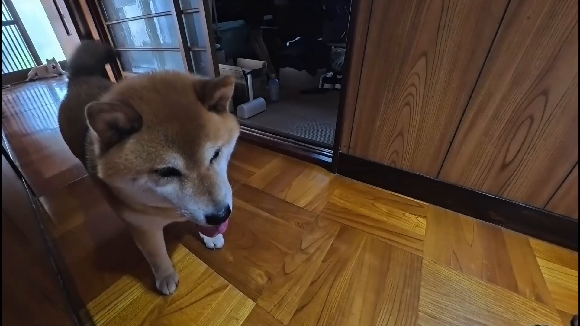犬丸2点おまとめ ポメラニアン 】生後約2か月半で762g！小さめサイズのたぬき顔