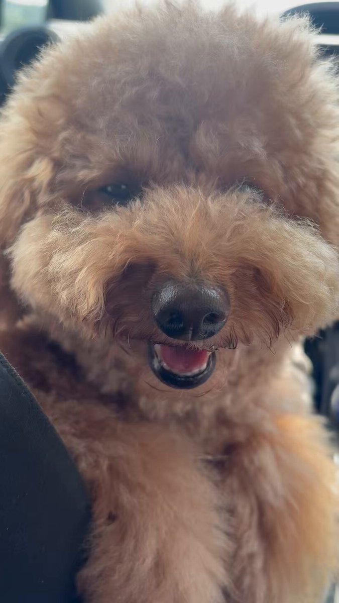【プードル】6足おまとめページ プードル】6足おまとめページ 子犬情報 - 大阪店：ぱぴぷぺっと