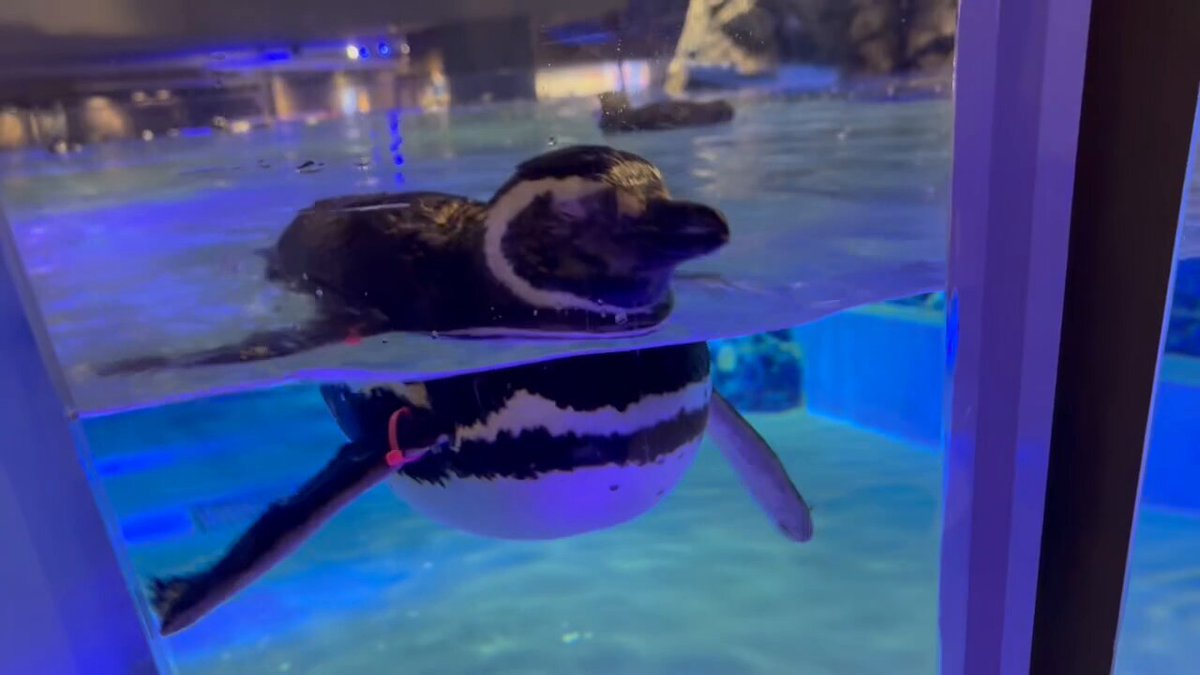 すみだ水族館【公式】 (@Sumida_Aquarium) / X