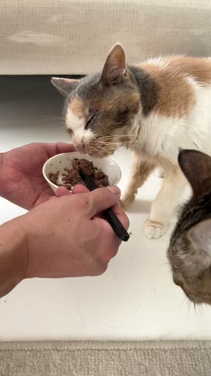 プカプカ猫　in　sky 猫たち、北海道ニセコで空を飛ぶ！🪂」