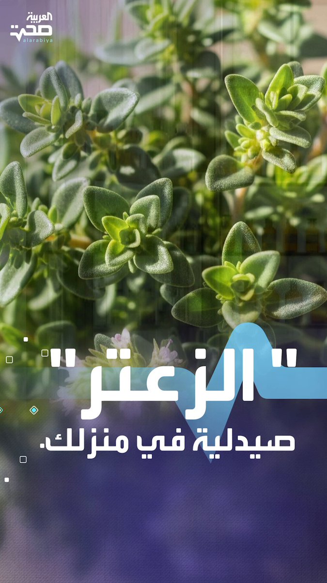 الزعتر.. كنز الطب الشعبي وفوائده المذهلة صحة _صحة 